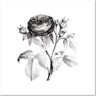 Black Rose Flower Posters and Art